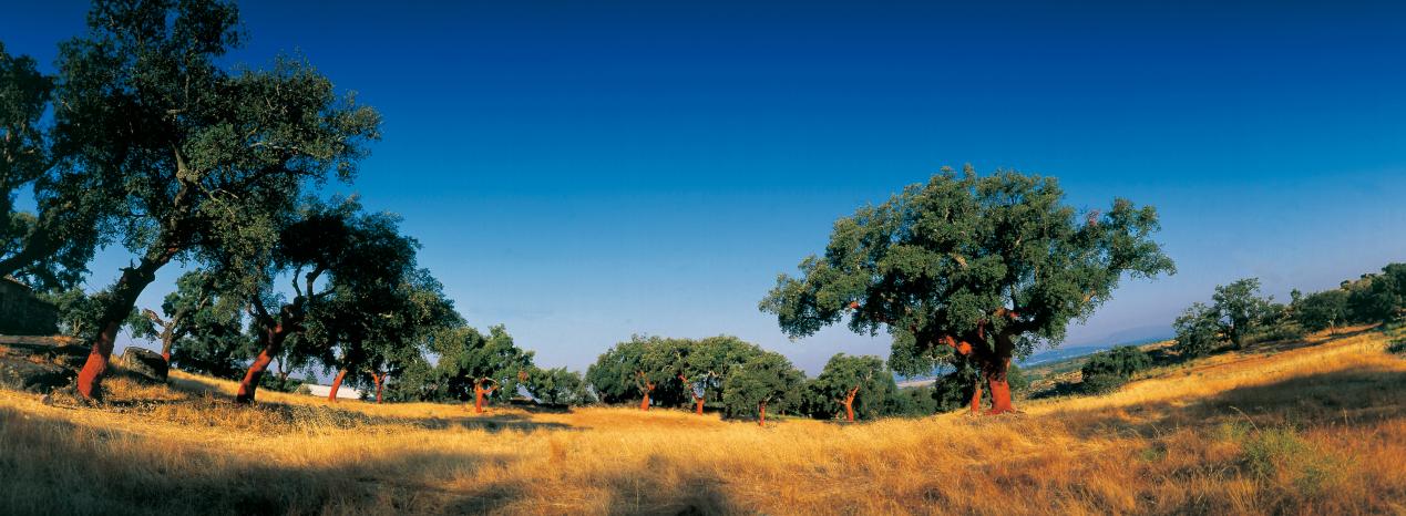 被名字“耽誤”的寶藏地板！在家實現“光腳自由” 圖片4
